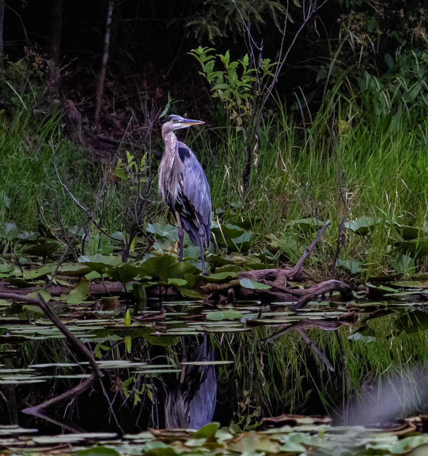Great blue heron standing in misty swamp wetlands