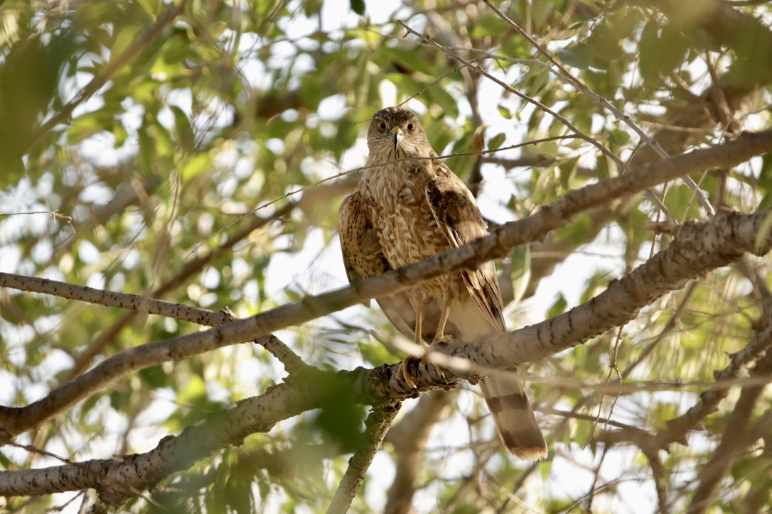 Hawk perched at the forest edge