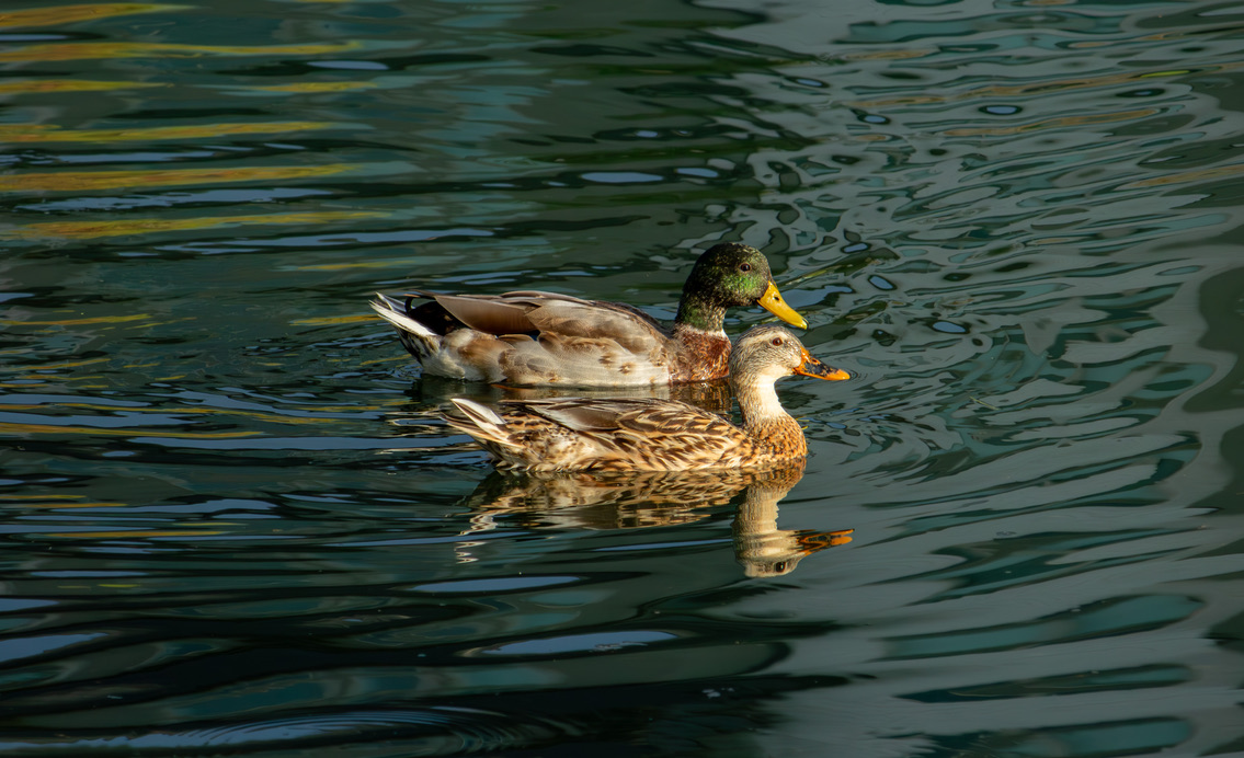 Mallards on a still pond