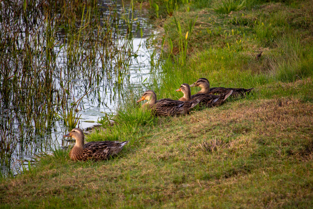 Mallards drifting across a quiet pond