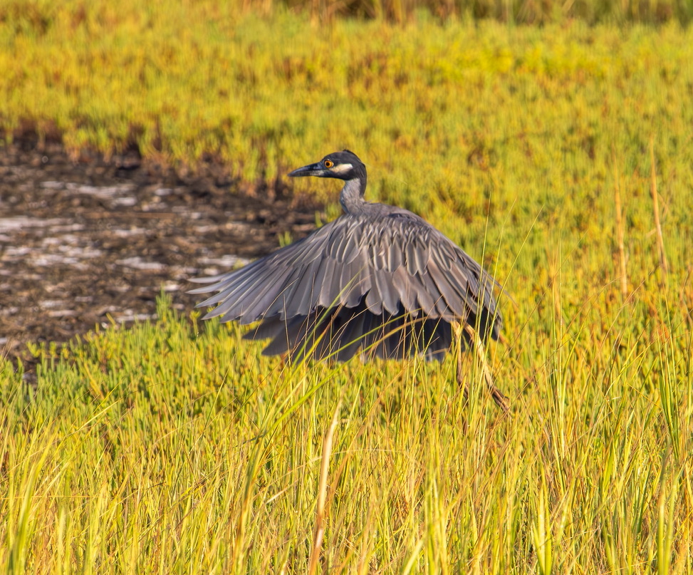 Night heron standing watch along the water