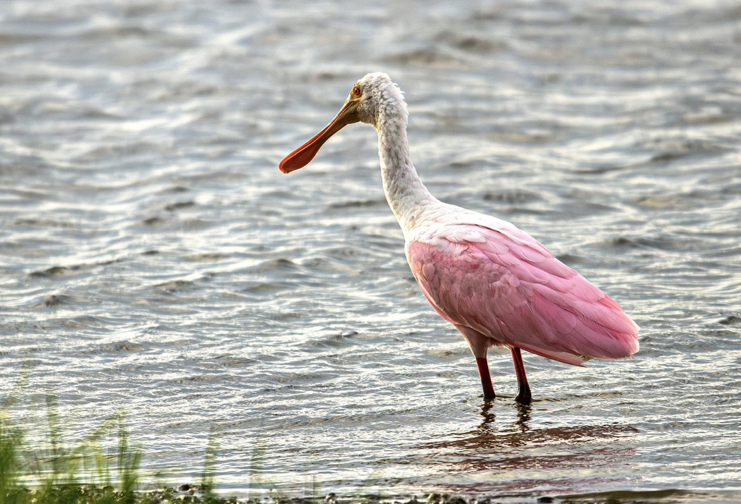 Roseate spoonbill wading in shallow lake water