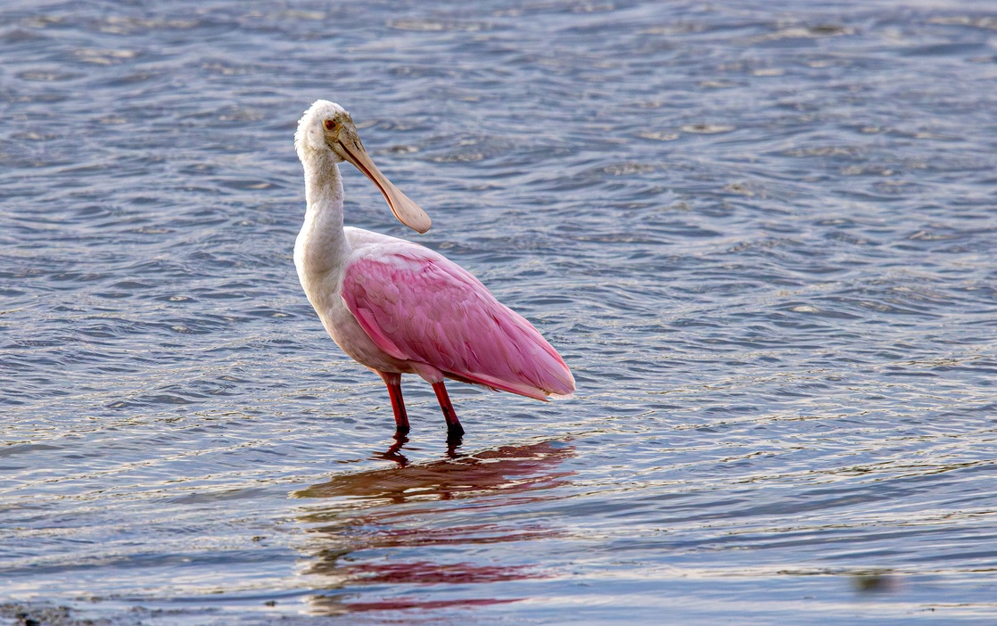Roseate spoonbill at the lake