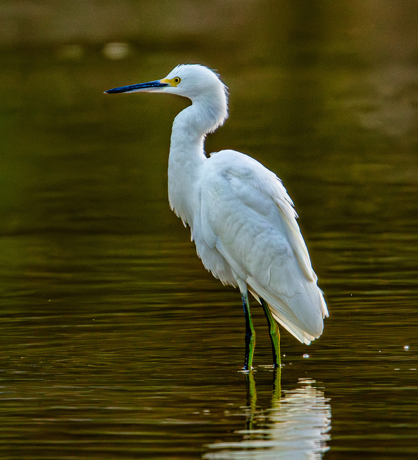 Snowy egret backlit against soft lake light