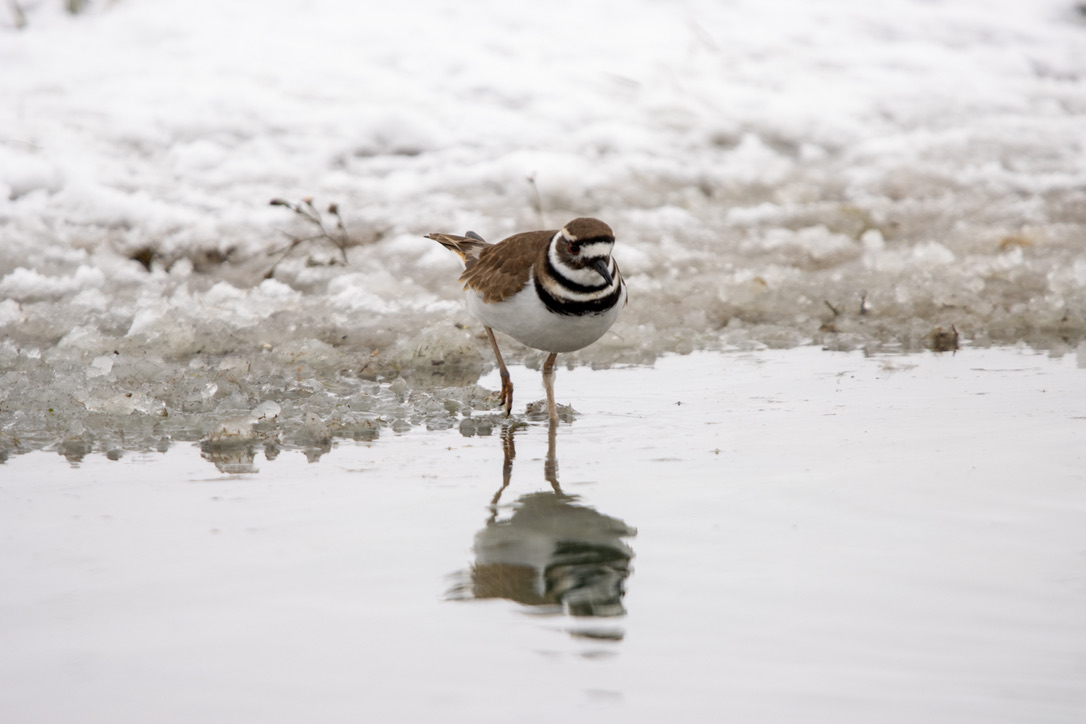 Killdeer on snowy ground