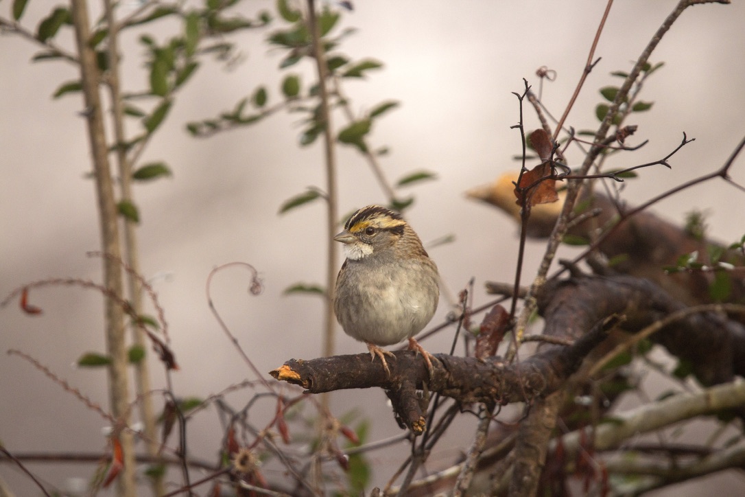 White-throated sparrow among branches